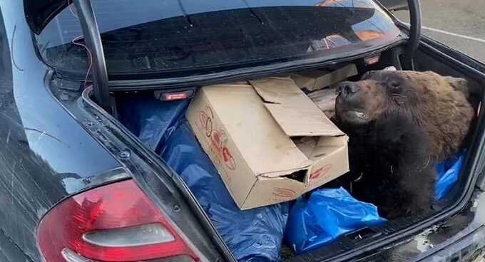 На Алтае в багажнике иномарки нашли тушу вымирающего медведя