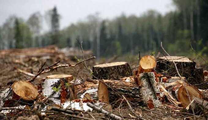 УФСБ Башкирии, приостановили вырубку 1200 гектаров городских лесов города Уфы