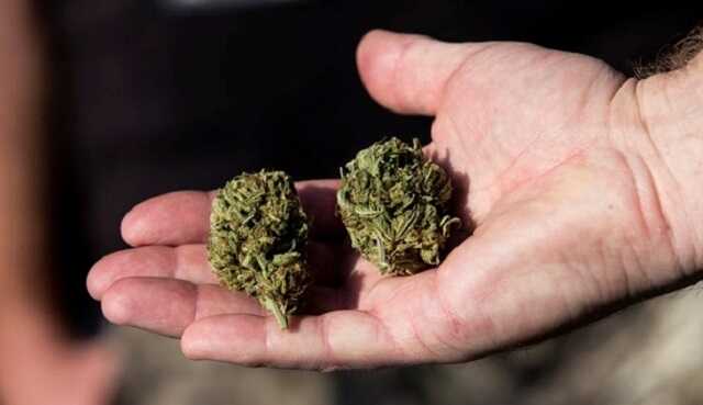 120 килограммов марихуаны в 23 мешках нашли на даче у жителя Амурской области