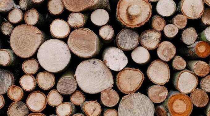 В Бурятии осудили предпринимателя за контрабанду древесины почти на 800 миллионов