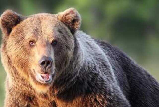 Россиянин пережил нападение медведя во время похода за грибами
