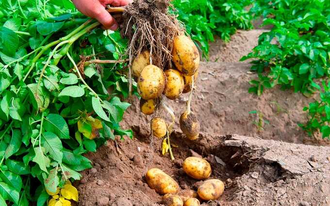 Овощеводы УрФО отказываются от уборки урожая и продают бизнес. Потребителям обещают картофель по 100 рублей