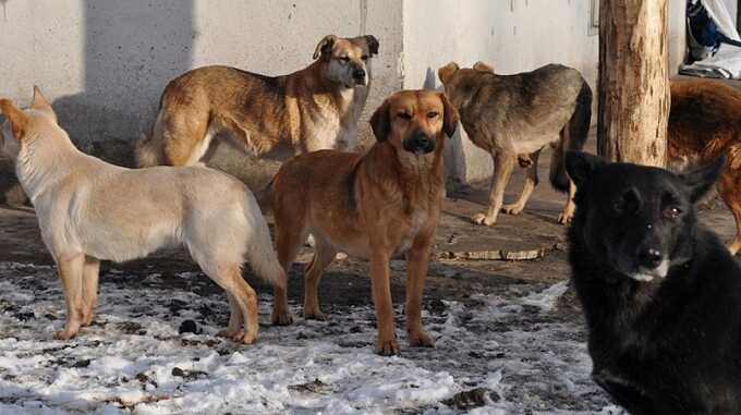 Стая собак напала на жителя Башкирии, который перед этим отвёл детей в школу