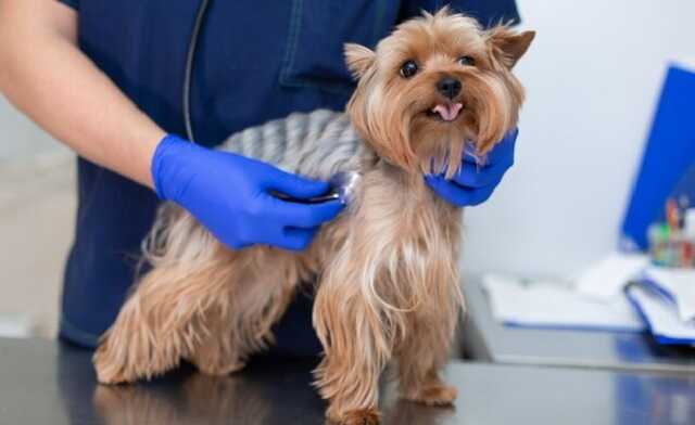 В Краснодаре ветеринар перепутал лапы собаки и сделал ей операцию на здоровой