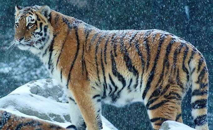 В российском регионе амурский тигр напал на сторожа пасеки