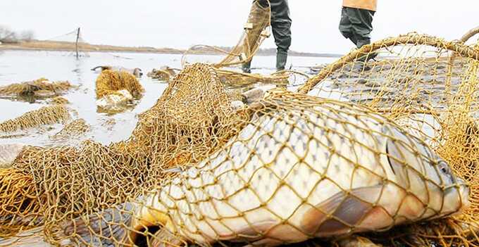 Два браконьера незаконно добывали рыбу в акватории Оки и попали под следствие