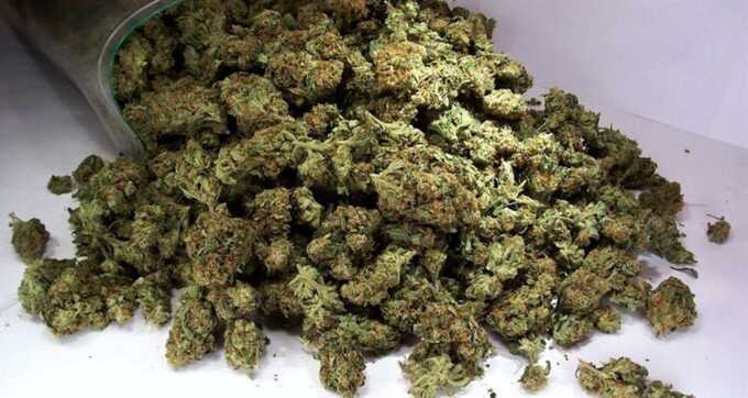 Полицейские обнаружили 18 килограммов марихуаны на заднем дворе у россиянина