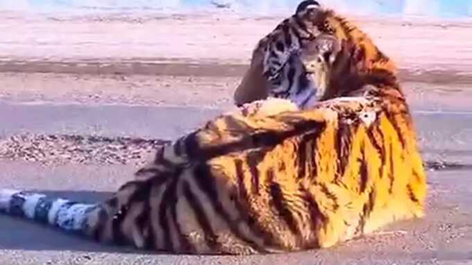 В Хабаровске автомобиль сбил амурского тигра, водитель скрылся