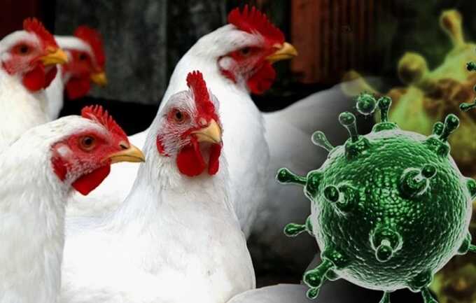 В Молдавии зафиксировали 25 вспышек птичьего гриппа