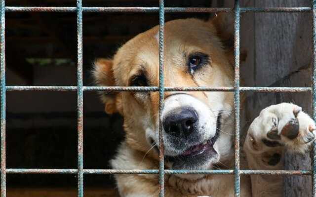 Парламент Южной Кореи принял закон о запрете употребления собачьего мяса в пищу и разведения собак на убой