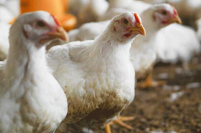 В 2023 году из-за вспышки гриппа в регионе Башкирии было уничтожено более 3 миллионов птиц и более 18 миллионов яиц
