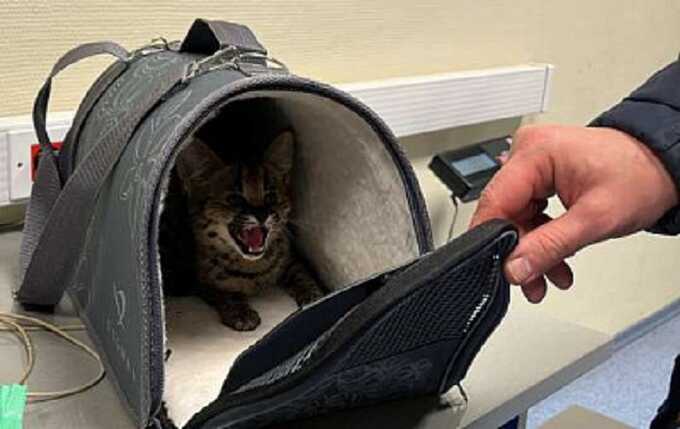 Таможенники не дали незаконно вывезти в Турцию котят сервала