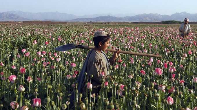 В прошлом году под талибским контролем Афганистан уменьшил выращивание опийного мака на 95%