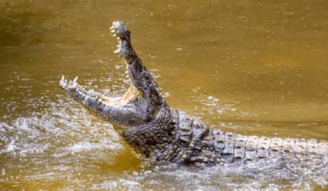 Самопровозглашенный пророк в Южной Африке стал жертвой крокодилов в реке Лимпопо во время церемонии крещения