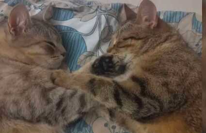 Спасённые от эвтаназии кошки бывшей жены Ефремова рискуют остаться на улице