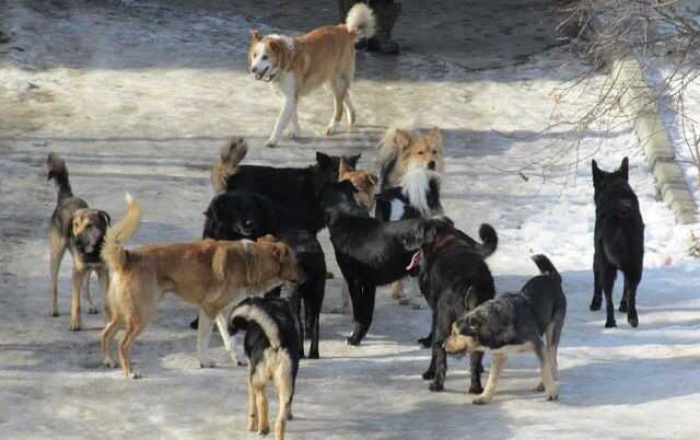 В Иркутской области стая собак напала на ребёнка