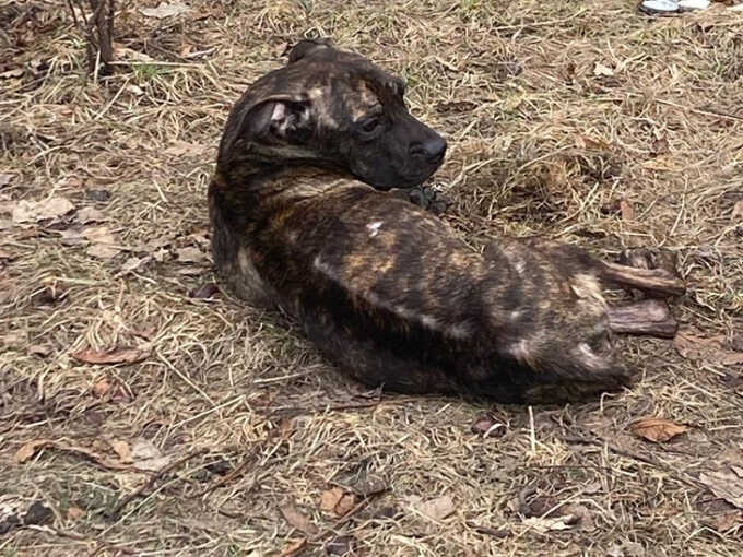 В Воронеже пытаются спасти собаку от хозяйки-живодёрки
