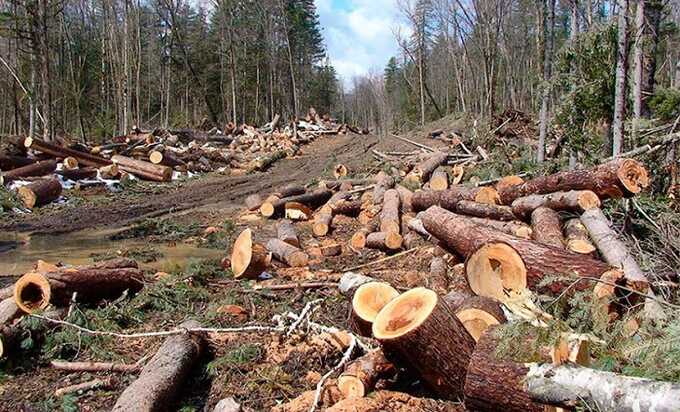 В Кузбассе ОПГ из 20 человек судят за незаконную вырубку леса