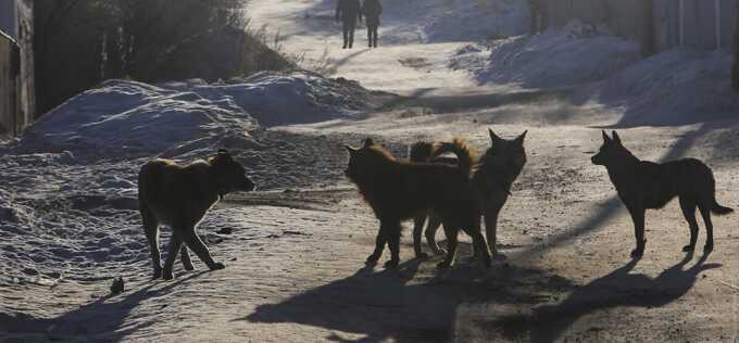 Стая собак набросилась на человека в Хабаровске