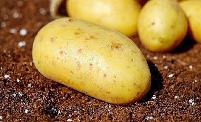 В Ступино врачи извлекли из мужчины картофель размером 15 сантиметров