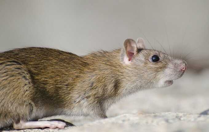 Голодные крысы прогрызли огромную дыру в потолке в подмосковной квартире