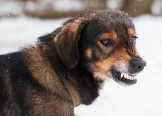 Собака искусала ребёнка в Хабаровском крае, девочку спасли прохожие