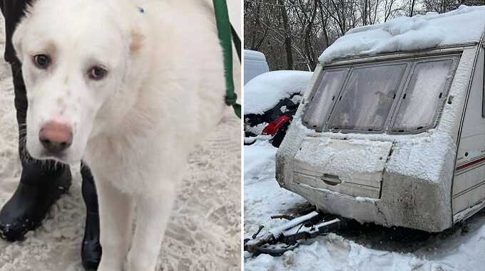 Москвичи обвинили кинолога в заточении пяти собак в фургоне, но у неё совсем другая версия
