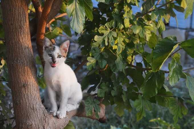 В Подмосковье девушка, пытаясь спасти кота, застряла на дереве