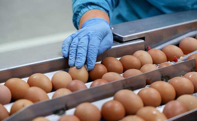 Белоруссия увеличила поставки яиц в Россию до 148 миллионов штук