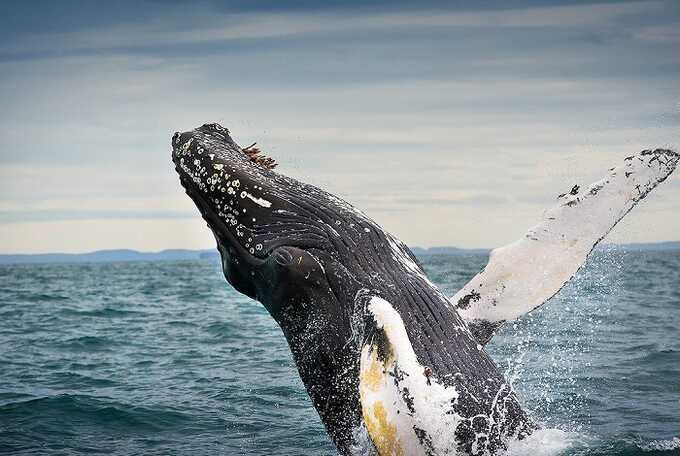 Коренное население Новой Зеландии маори хотят приравнять китов к людям