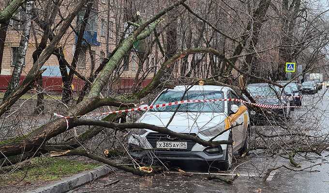 В Московской области из-за сильного ветра деревья падают на припаркованные автомобили