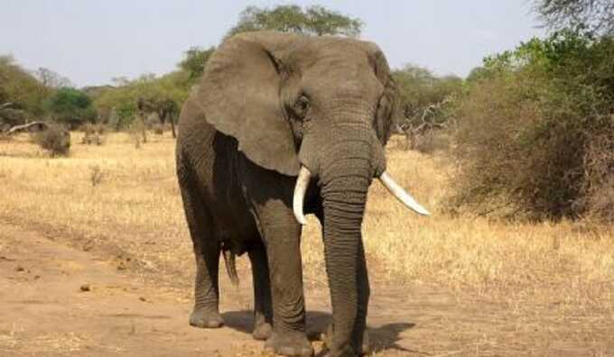 В Замбии автомобиль с туристами подвергся нападению разъярённого слона