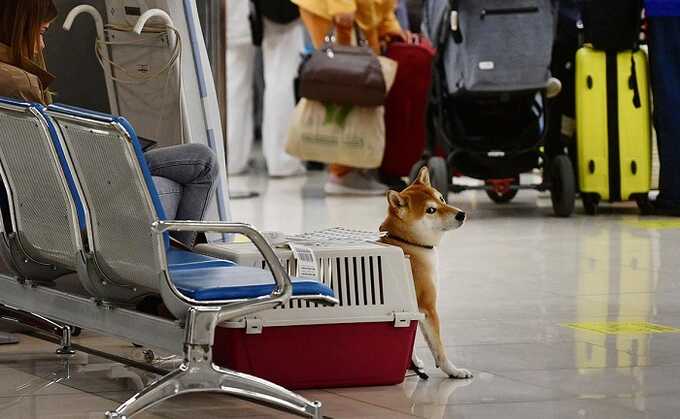 Аэрофлот планирует разрешить перевозить животных на соседнем кресле