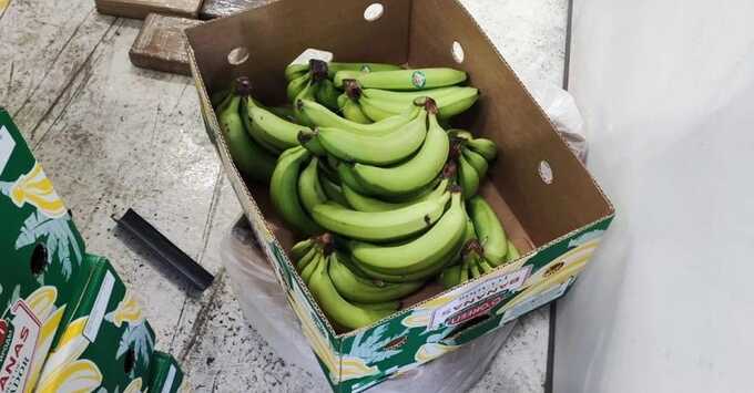 В Санкт-Петербурге обнаружили партию самых свежих бананов — вместе с ними в контейнерах лежали наркотики