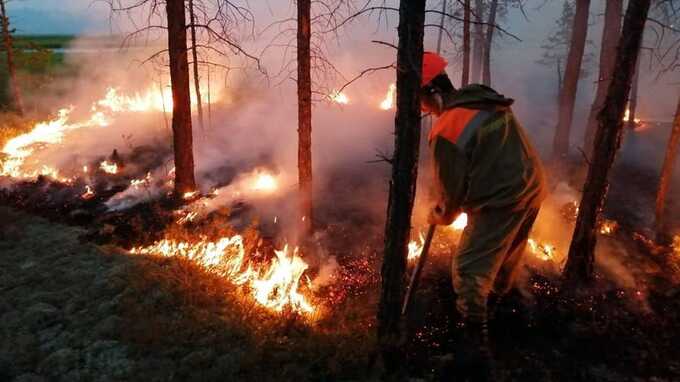Оценена площадь природных пожаров в Красноярском крае