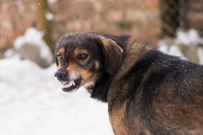 В Крыму собаки насмерть загрызли гостившую у дедушки десятилетнюю девочку
