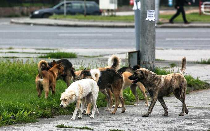 Стая бездомных собак покусала семилетнего мальчика в российском регионе