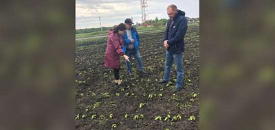 в российских регионах из-за заморозков гибнут посевы  qhtixhiqteiuhatf
